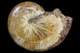 Polished Jurassic Ammonite Fossil - Madagascar #76992-1